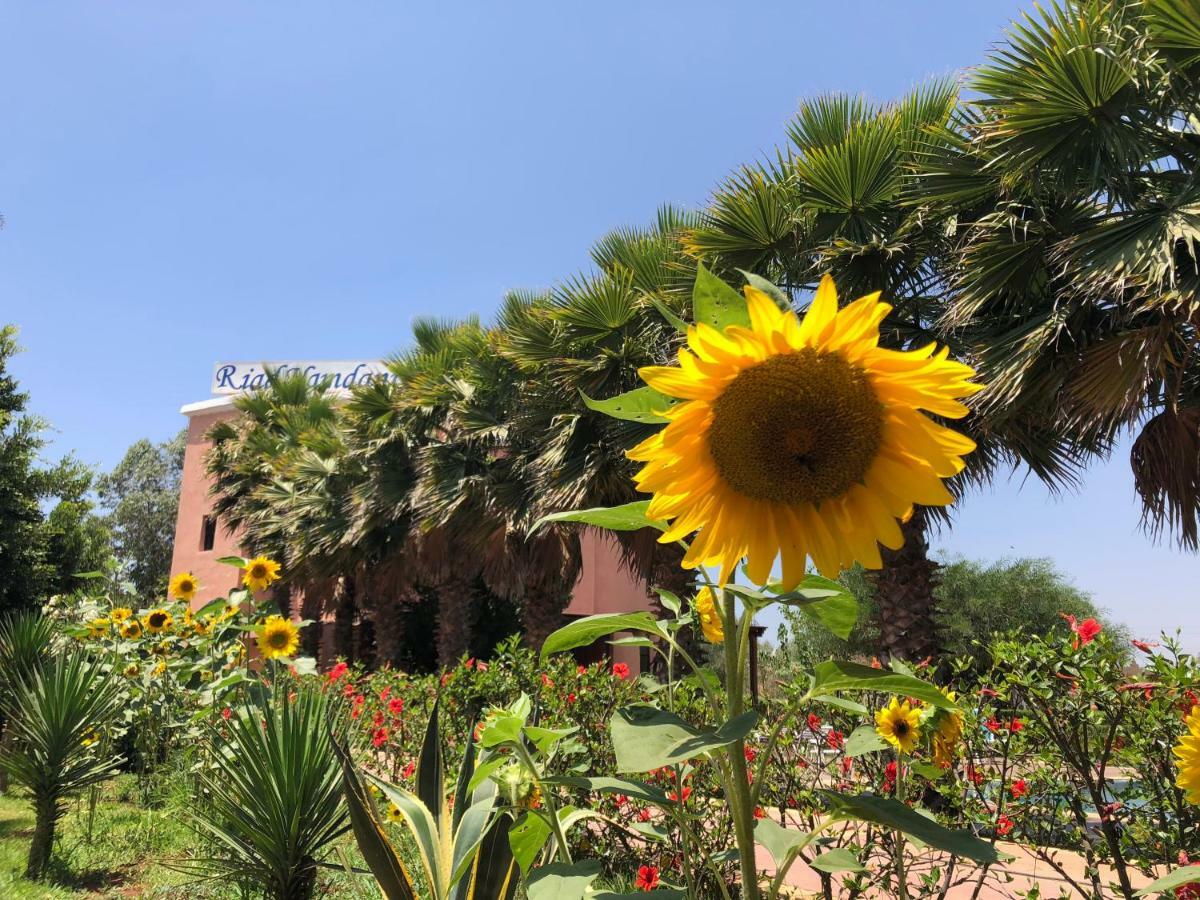 Derroua Riad Hamdani المظهر الخارجي الصورة