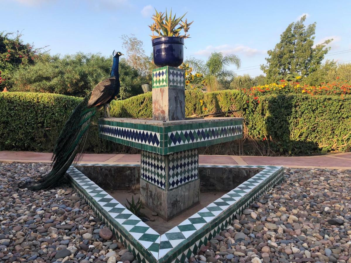 Derroua Riad Hamdani المظهر الخارجي الصورة